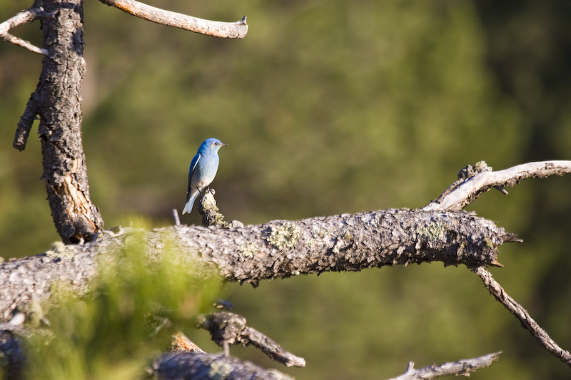 Mountain Bluebird On Branch